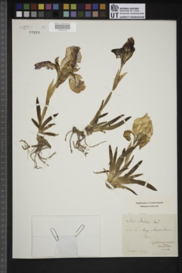 Iris lutescens image
