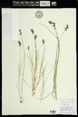 Carex interjecta image