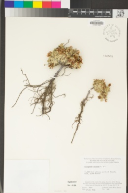 Eriogonum incanum image