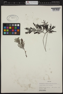 Odonthalia washingtoniensis image