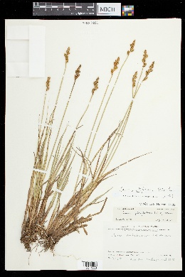 Image of Carex arctiformis