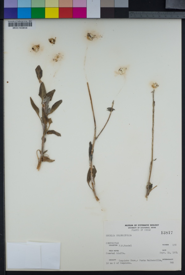Encelia canescens var. oblongifolia image