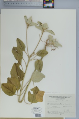Image of Croton argenteus