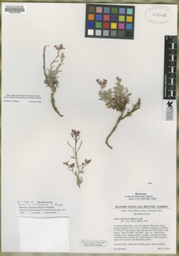 Arabis hirshbergiae image