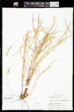Pennisetum setigerum image