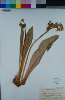 Image of Primula parryi