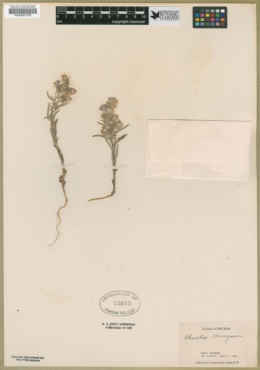Phacelia menziesii image