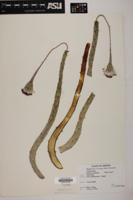 Kleinia pendula image
