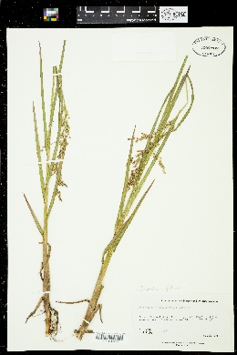 Colpodium fulvum image