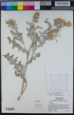 Cirsium arizonicum var. bipinnatum image