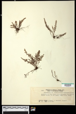 Image of Adenophorus hymenophylloides x a. tamariscinus