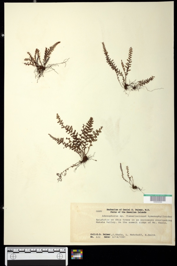 Adenophorus hymenophylloides x A. tamariscinus image