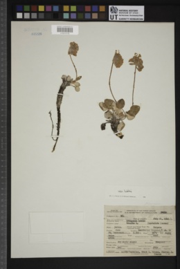 Eriogonum lobbii var. lobbii image