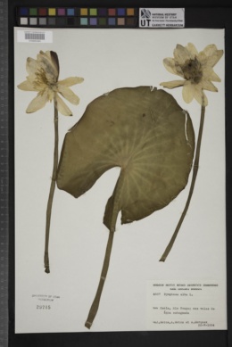 Image of Nymphaea alba