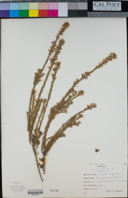 Coleonema pulchrum image