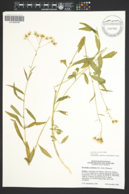 Image of Brickellia oreithales
