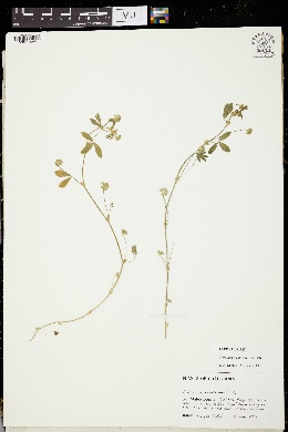 Image of Trifolium buckwestiorum