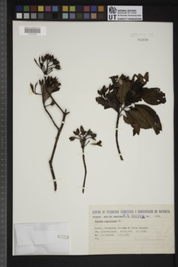 Huberia ovalifolia image