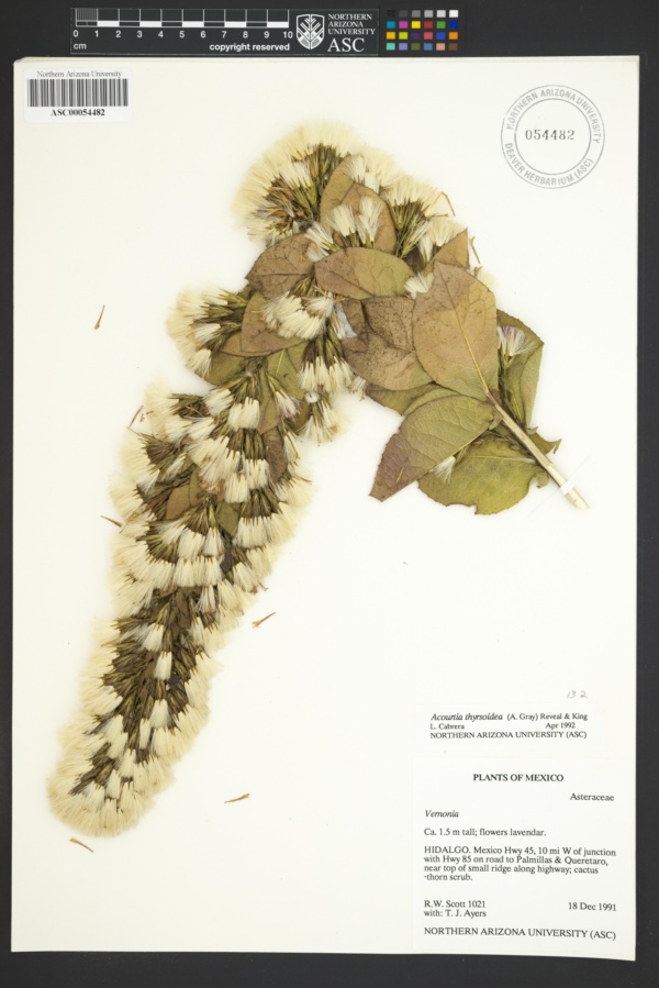 Acourtia thyrsoidea image