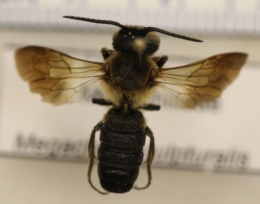 Megachile sculpturalis image