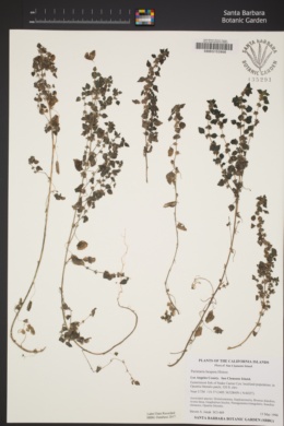 Image of Parietaria hespera