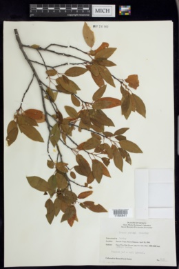 Prunus gentryi image