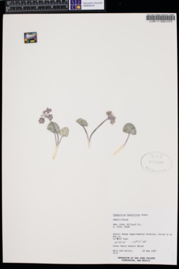 Cymopterus basalticus image