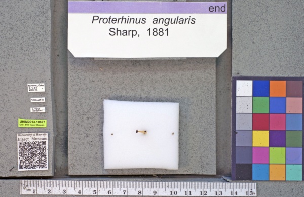 Proterhinus angularis image