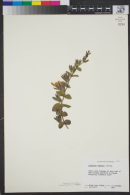 Image of Lepechinia fragrans