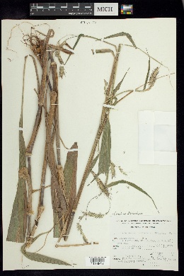 Pennisetum distachyum image