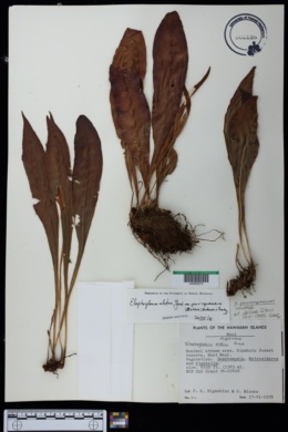 Elaphoglossum parvisquameum image