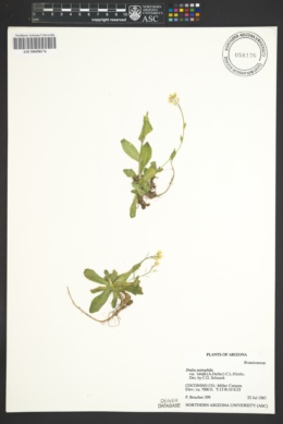 Image of Draba viridis