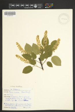 Prunus serotina subsp. serotina image