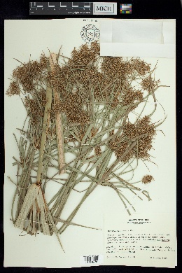 Cyperus giganteus image