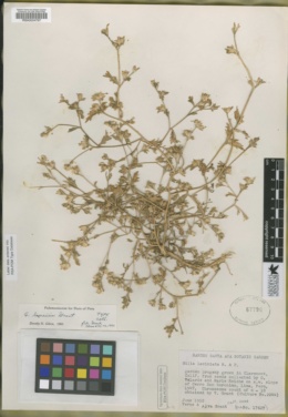 Image of Gilia lomensis