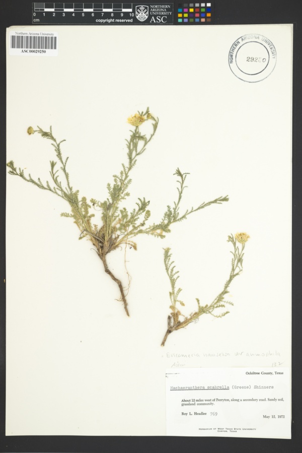 Ericameria nauseosa var. ammophila image