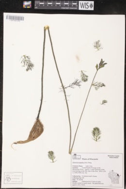 Armoracia lacustris image