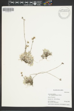 Image of Antennaria alpina