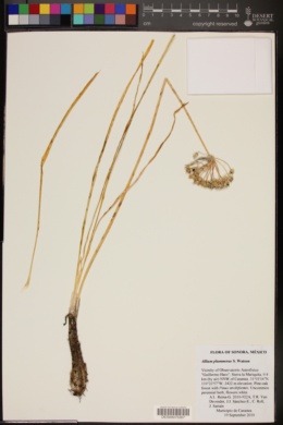 Allium plummerae image