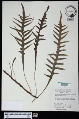 Phymatosorus scandens image