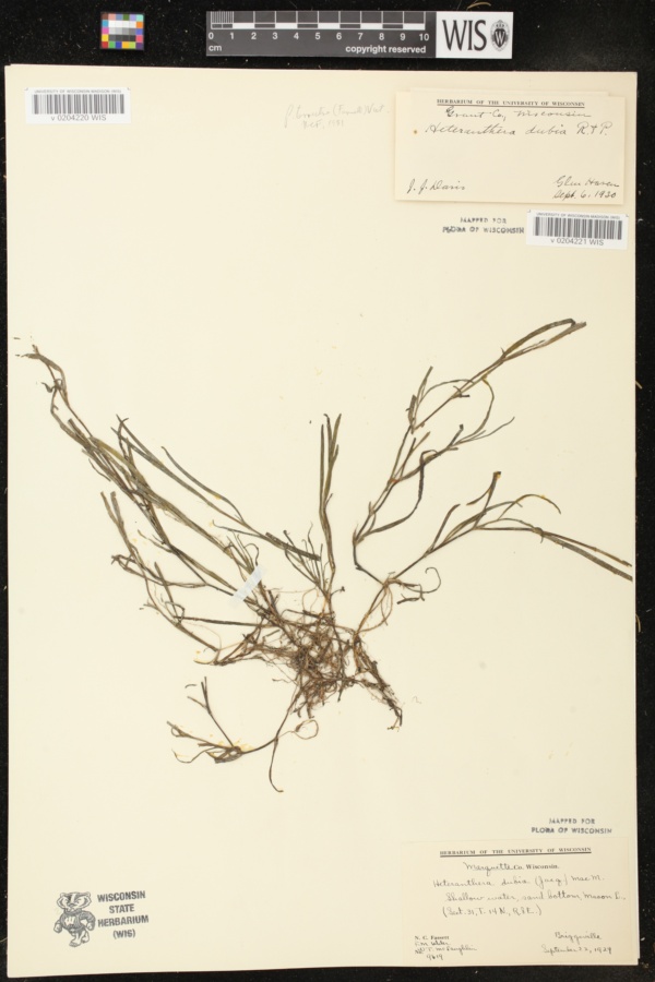 Heteranthera dubia image