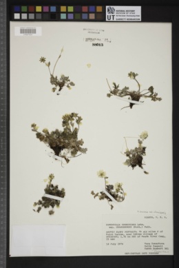 Potentilla arenosa subsp. chamissonis image