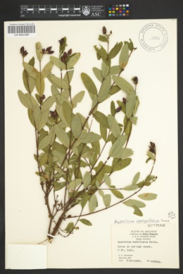 Image of Hypericum apocynifolium