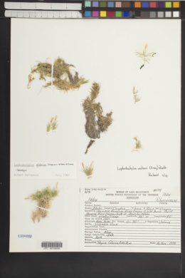 Leptodactylon glabrum image