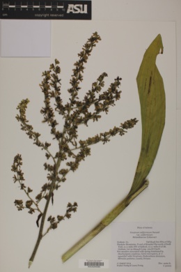 Veratrum californicum var. californicum image
