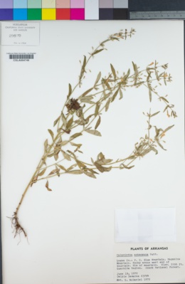 Clinopodium glabrum image