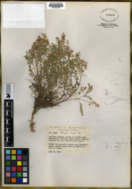 Astragalus microcystis image