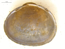 Sphaerium corneum image