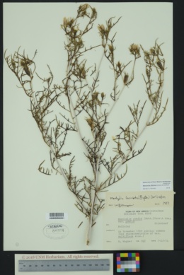 Image of Mentzelia filifolia