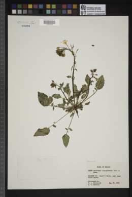 Oenothera clavaeformis image